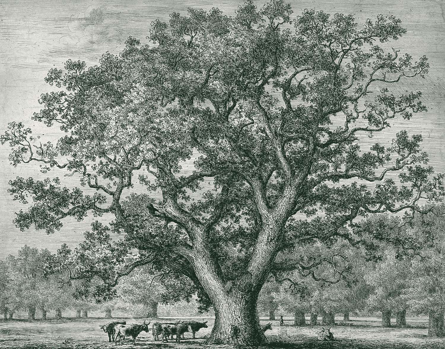 An etching of a great English oak in open parkland, its trunk dividing into wide spreading boughs, cattle and a seated figure in its shade.
